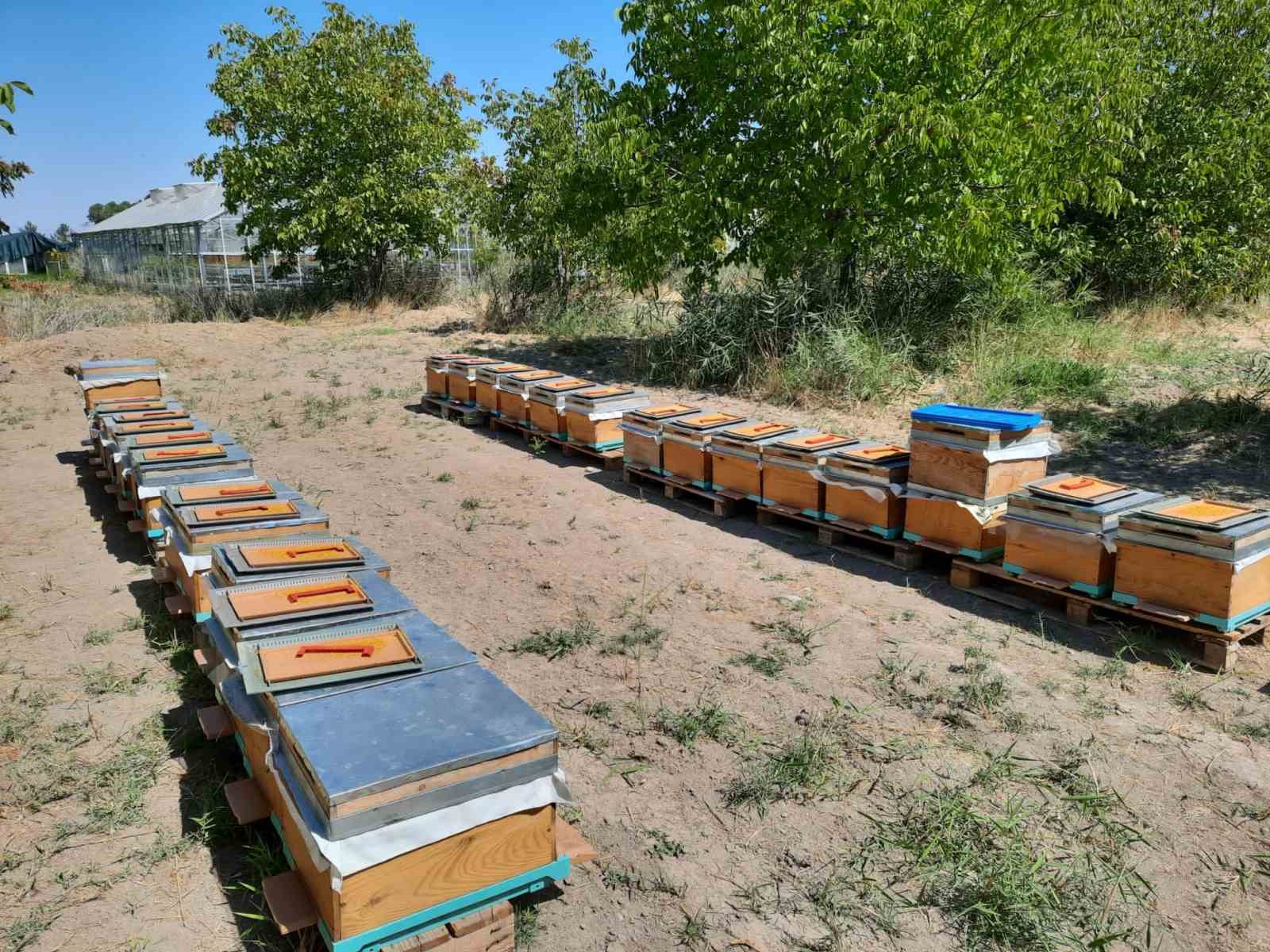 ’Süper gıda’ arı sütü Malatya’da mercek atında
?v=1