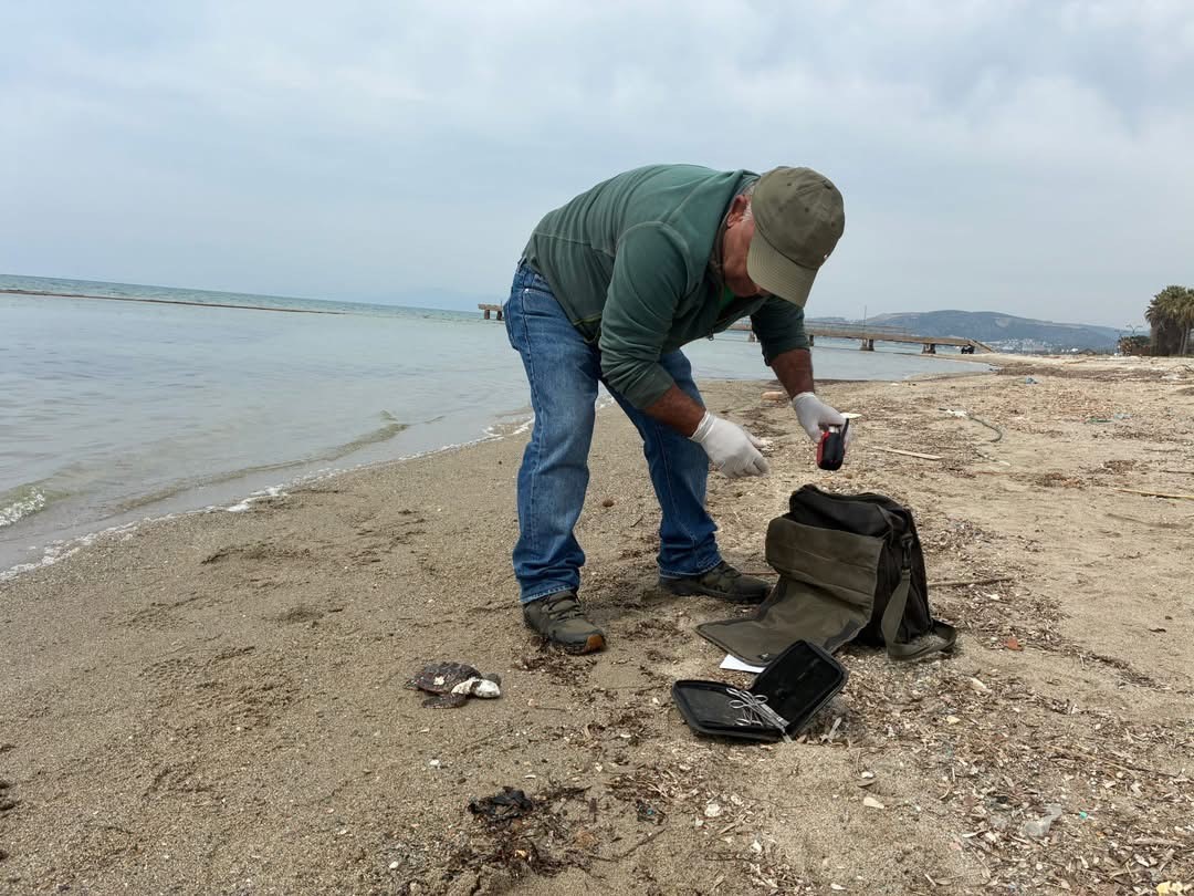 Kuşadası’nda iki deniz kaplumbağası ölü bulundu
?v=1