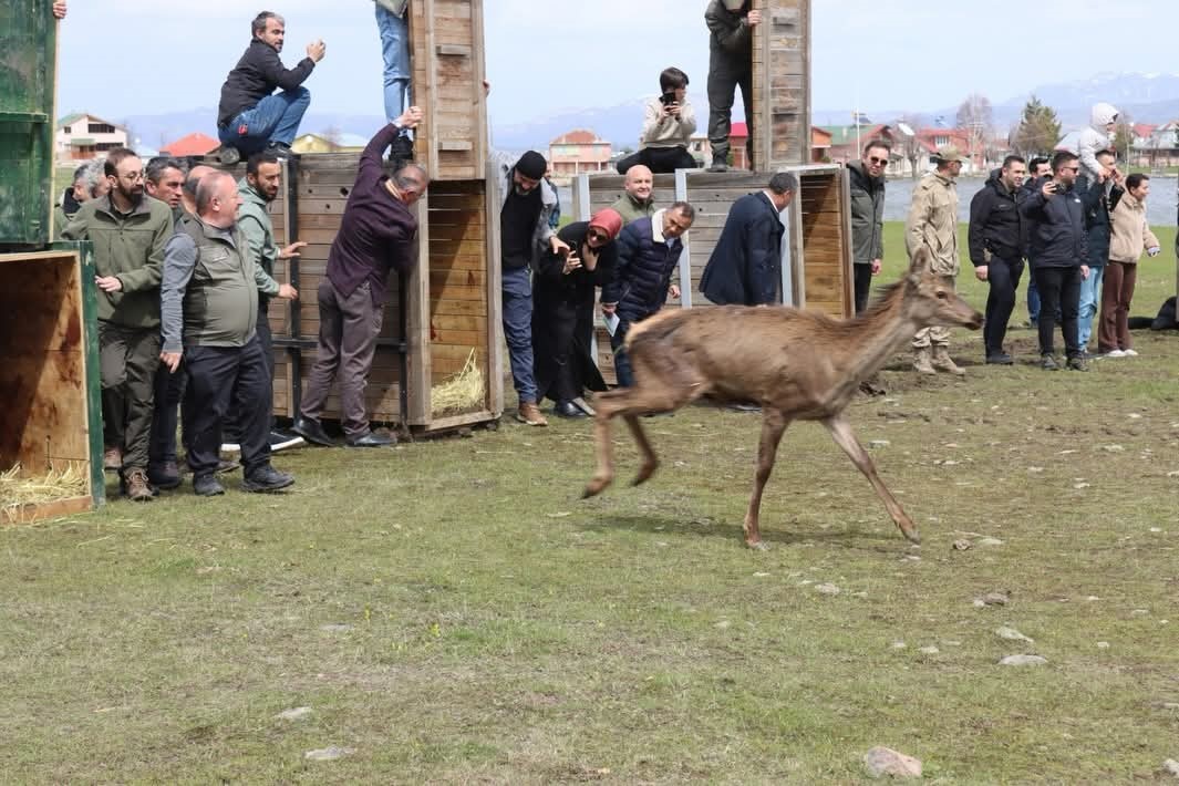 Ordu’da doğaya 16 kızıl geyik salındı
?v=1