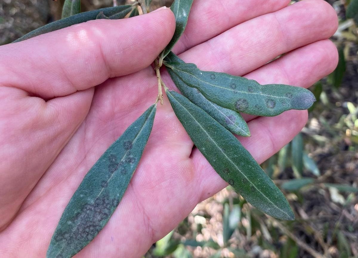 Salihli’de ‘Halkalı leke’ uyarısı
?v=1