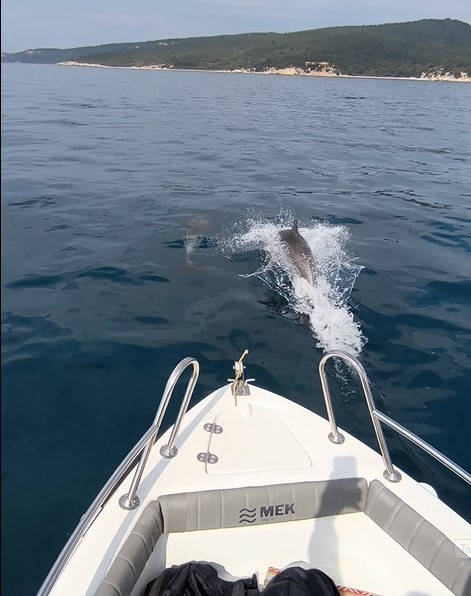 Saros Körfezi’nde yunuslar tekne ile yarıştı
?v=1