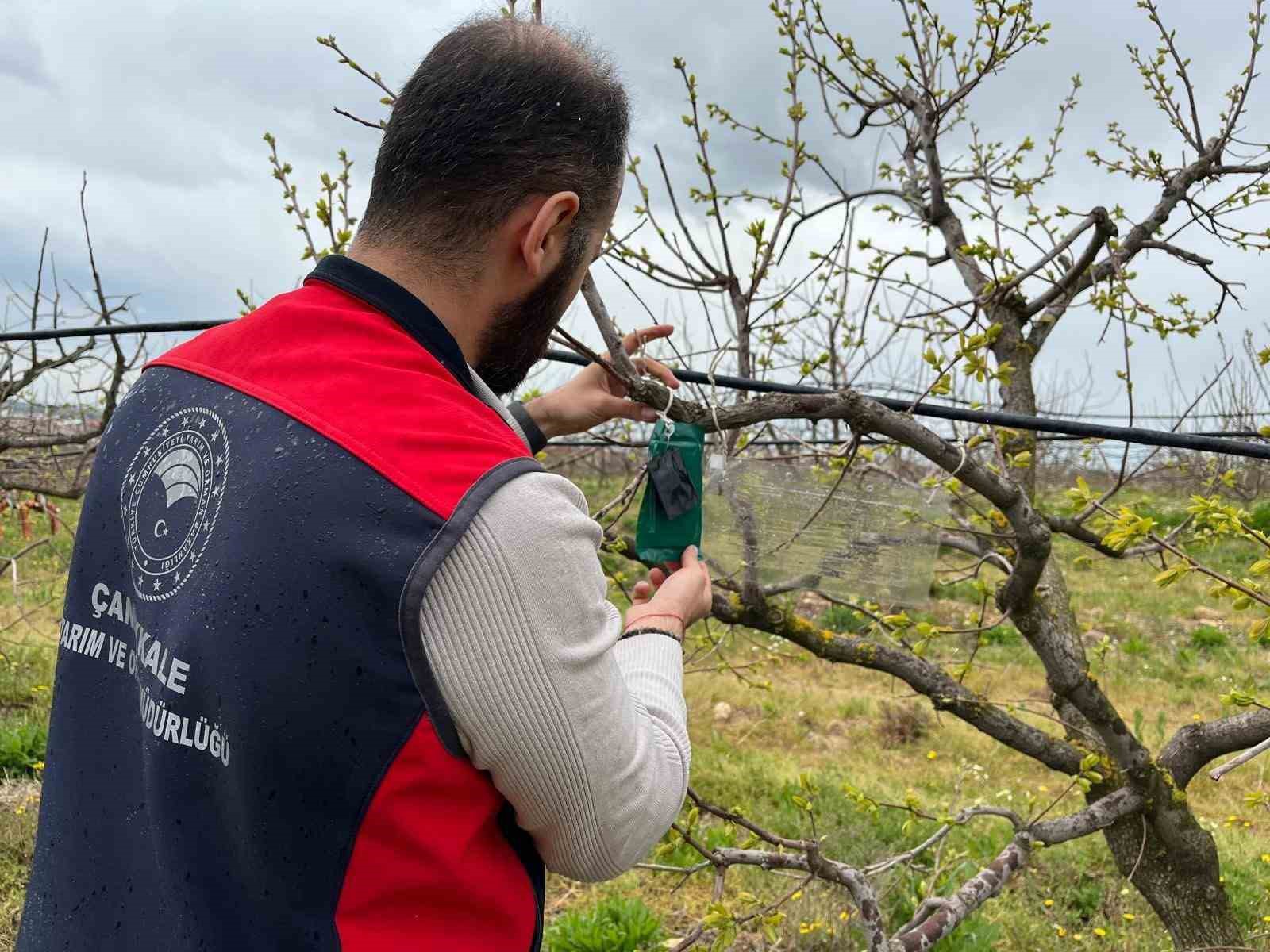 Kahverengi kokarca için tuzak takip çalışması
?v=1