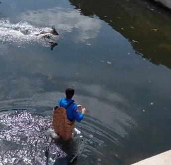 Bafra’da kanala düşen karaca kurtarıldı
?v=1