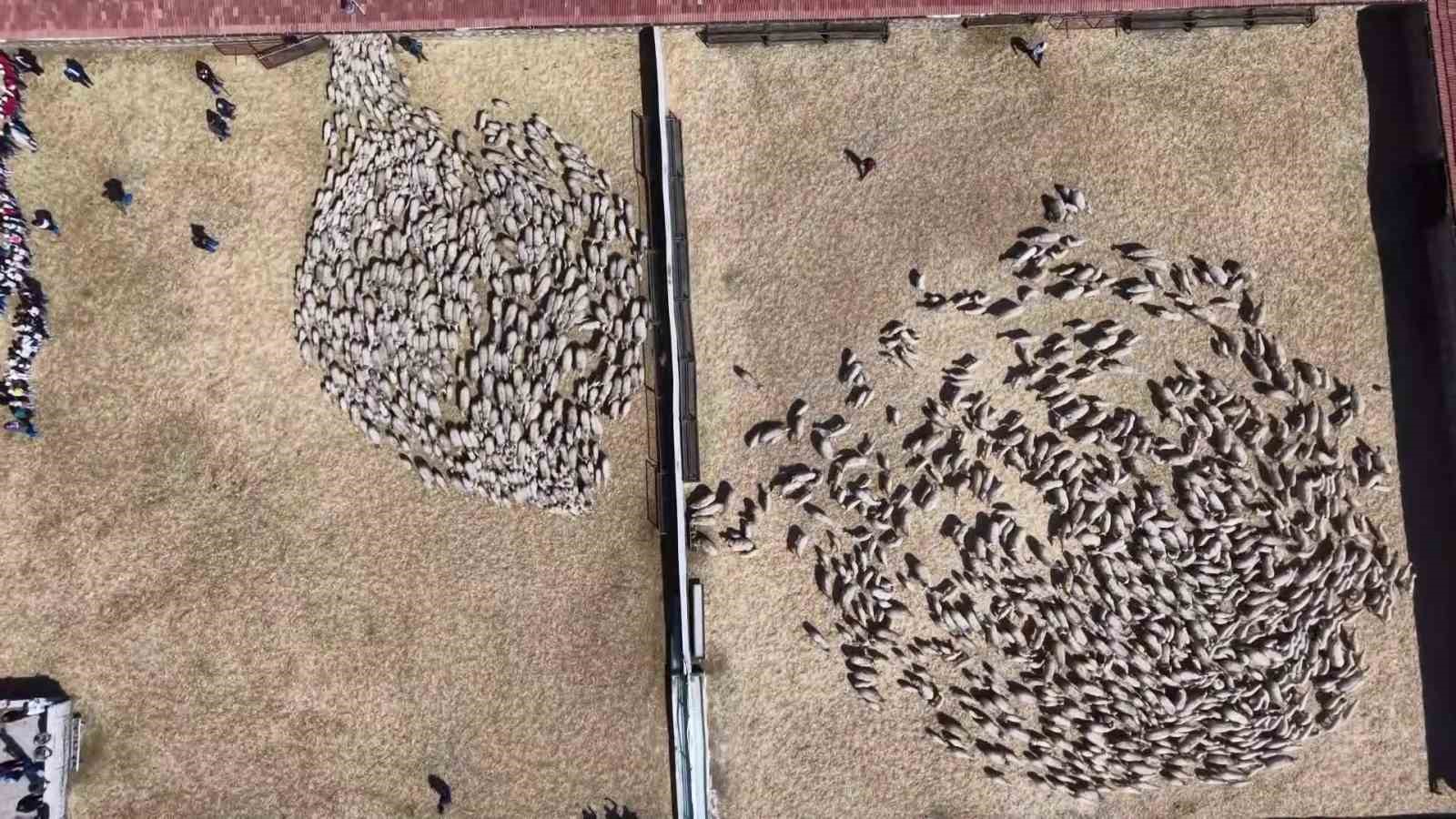 Kuzular anneleriyle buluştu, sevgi yumağı dron kamerasında
?v=1