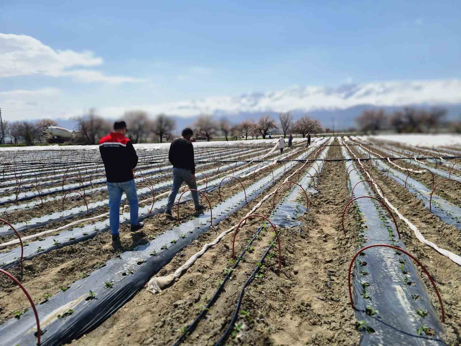 Üzümlü’de biber fideleri toprakla buluştu
?v=1