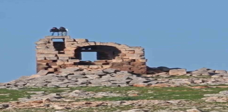 Tarihi yapıda tepki çeken halay?v=1