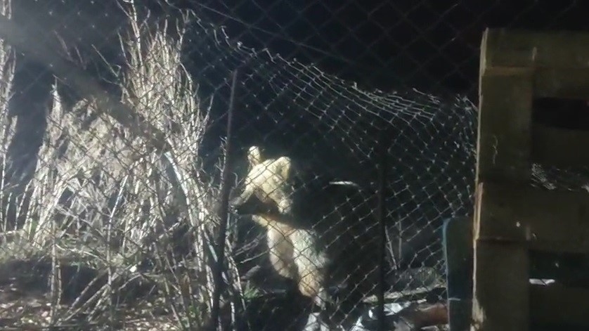 Bayburt’ta şantiye alanına inen ayı vatandaşın sesini duyunca böyle kaçtı
?v=1