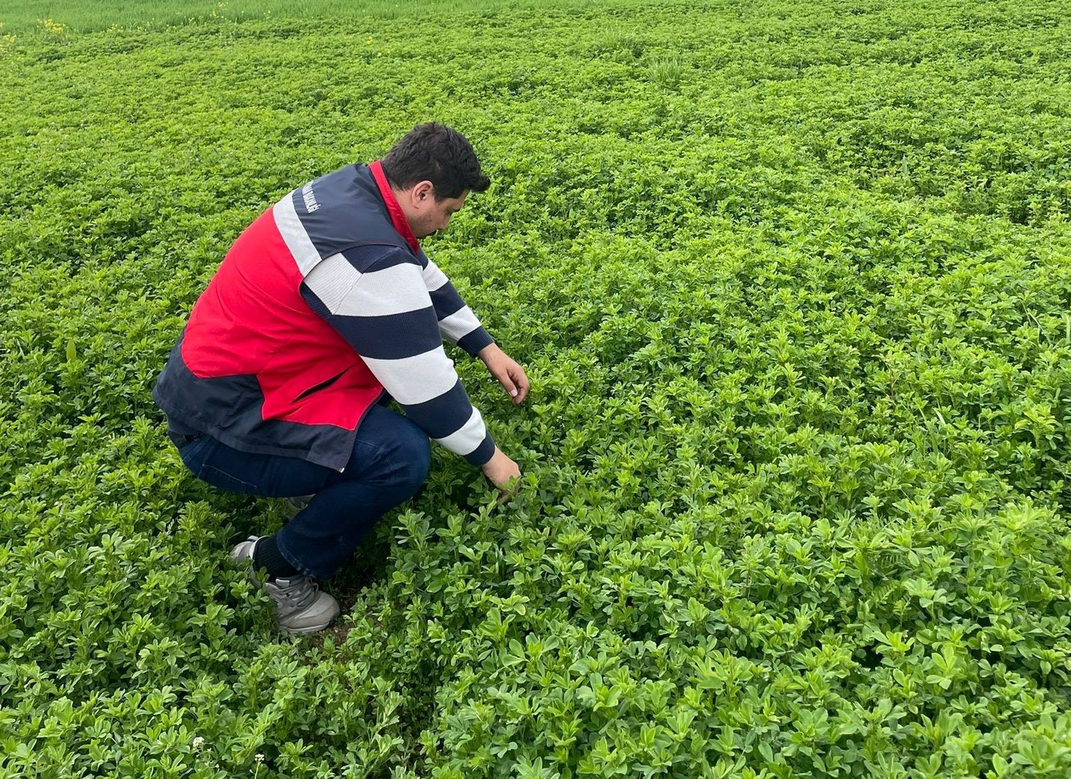 Emet’te yonca üretimine yönelik denetimler devam ediyor
?v=1