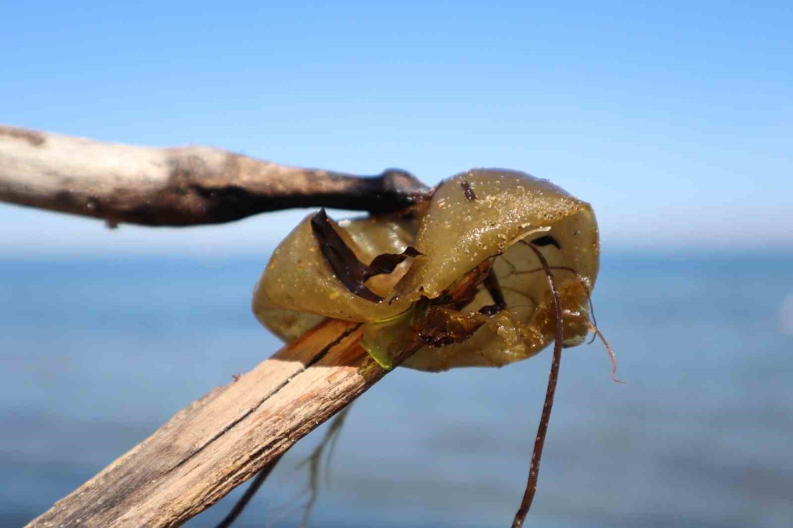Yalova sahilinde istilacı yosun türü gözlemlendi
?v=1