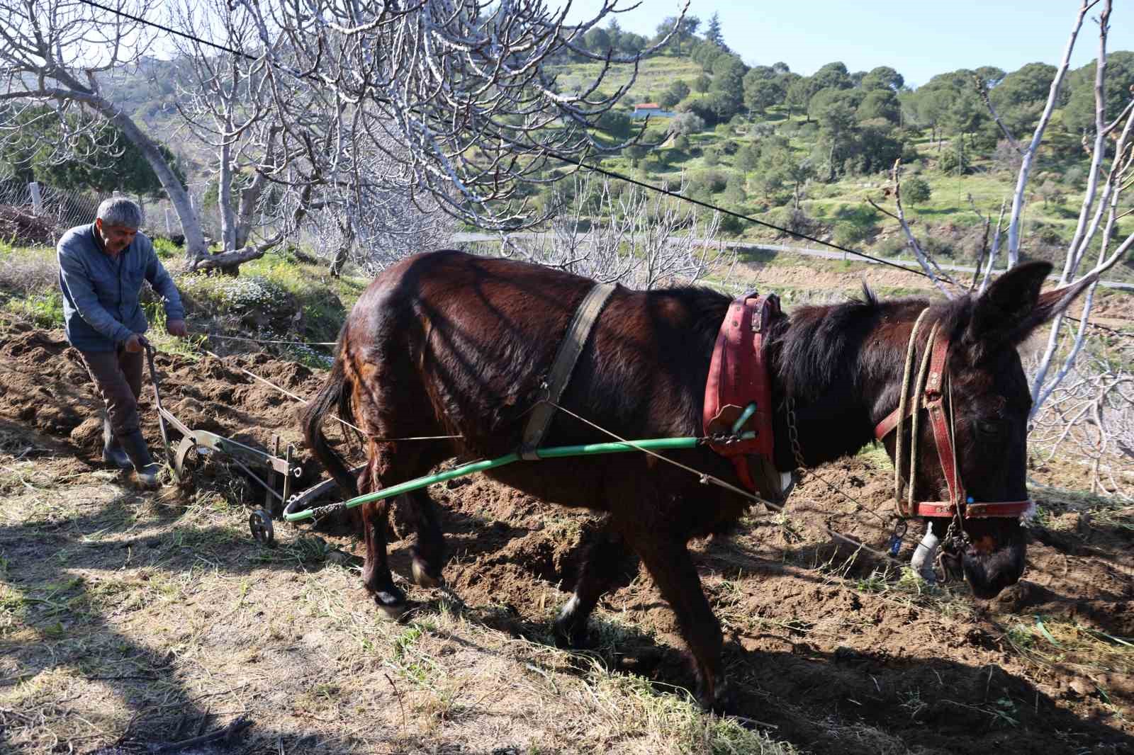 Gençler köyü terk edince iş yaşlılara kaldı
?v=1