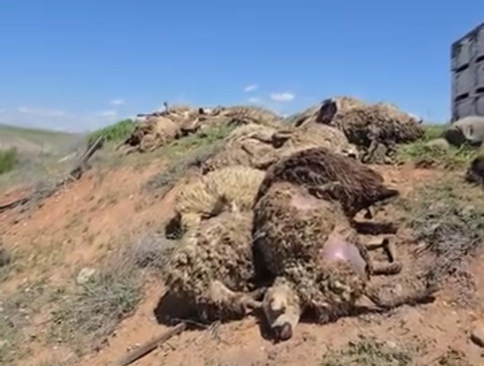 Malatya’da küçükbaş hayvan yüklü tır devrildi: 2 kişi yaralandı, 80 koyun telef oldu
?v=1