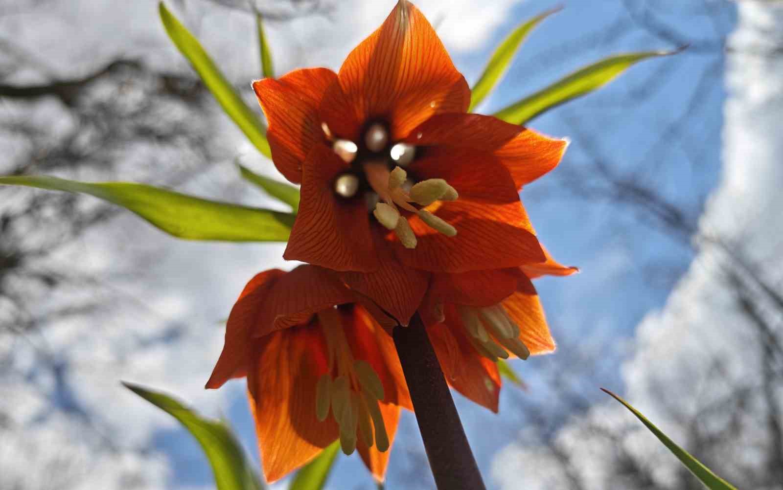 Bitlis’te açan ters laleler görsel şölen sunuyor
?v=1