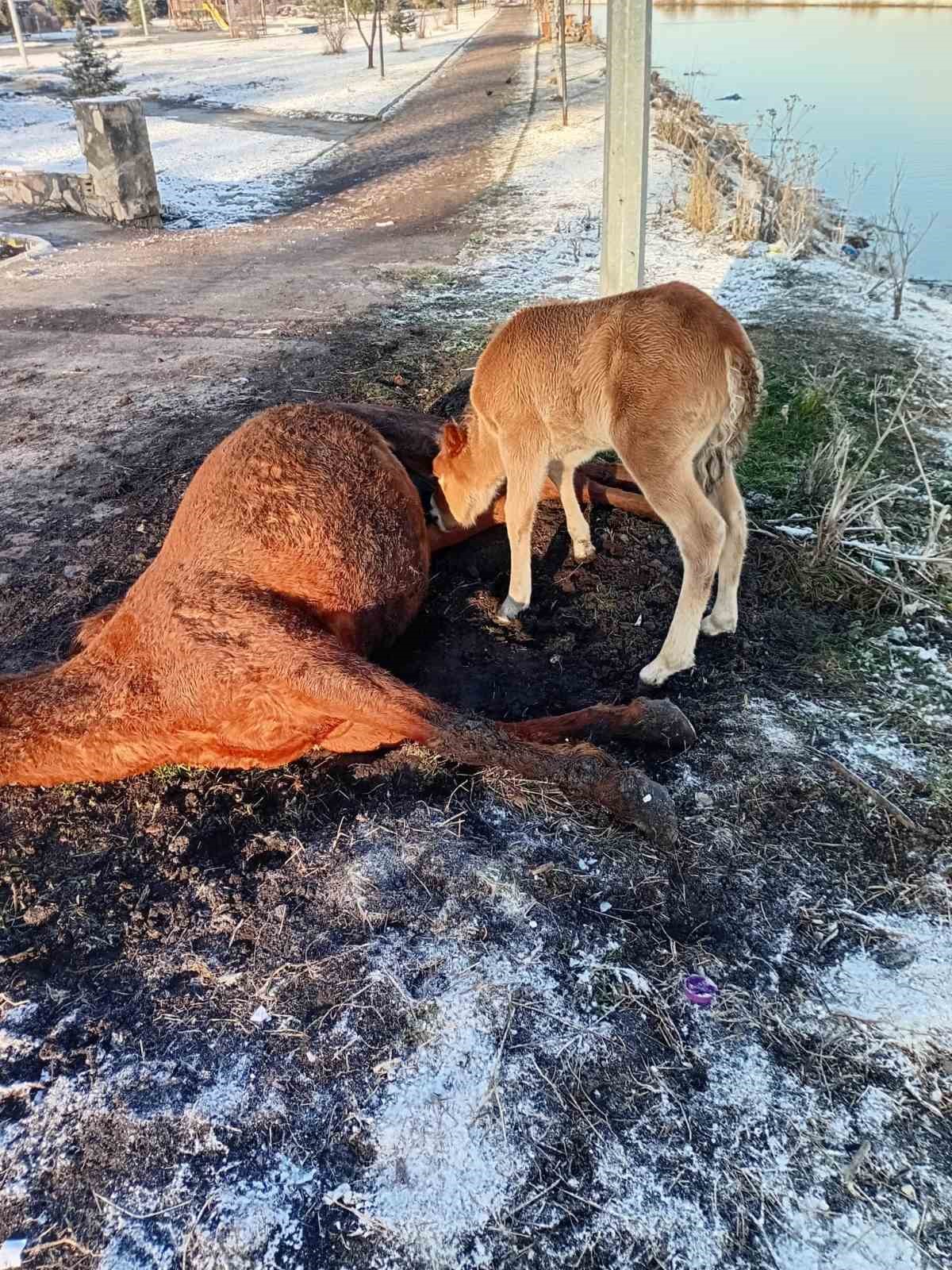 Annesini kaybeden tay, onu hâlâ emmeye çalıştı
?v=1