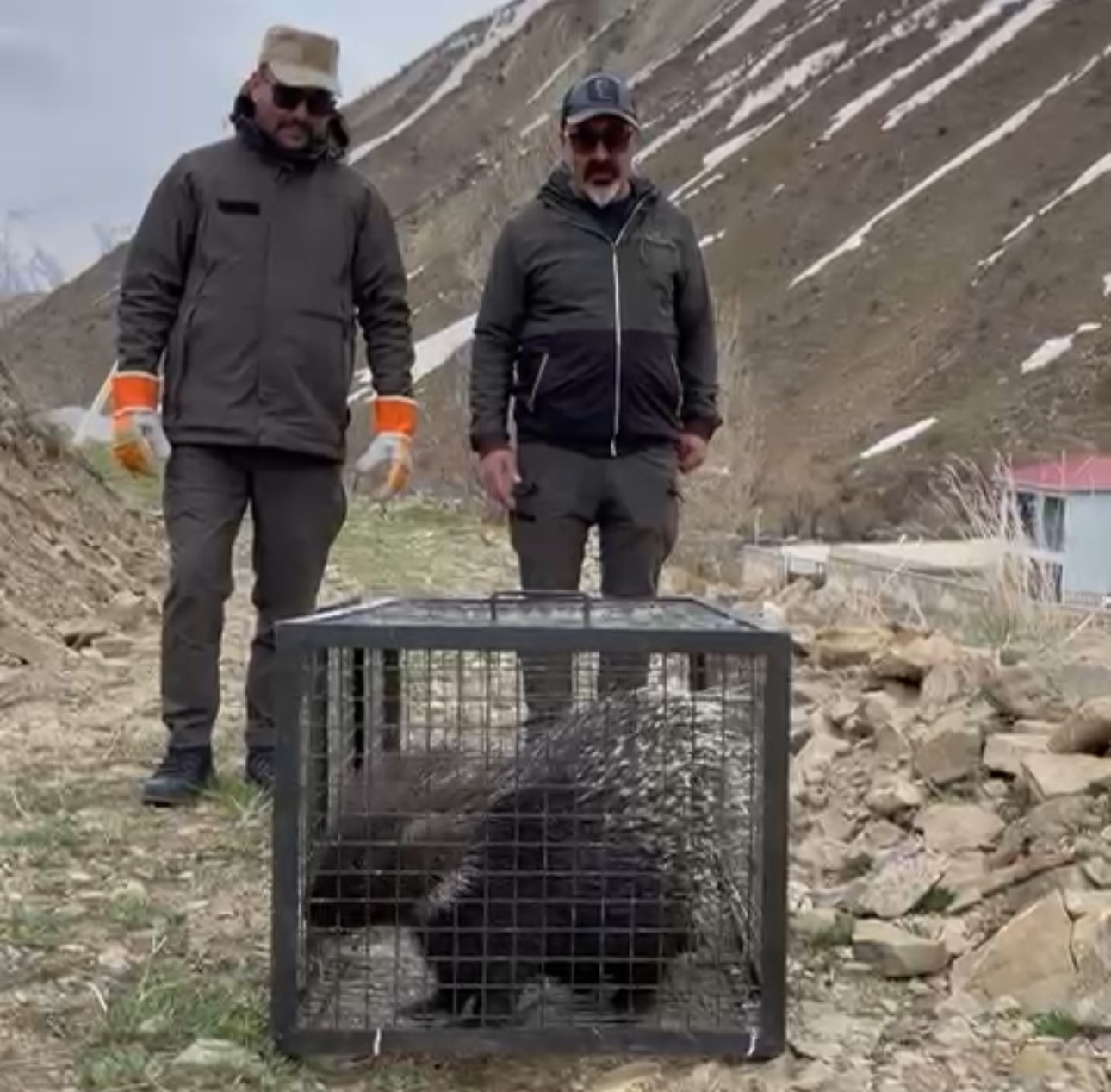 Tedavisi tamamlanan oklu kirpi doğaya salındı
?v=1