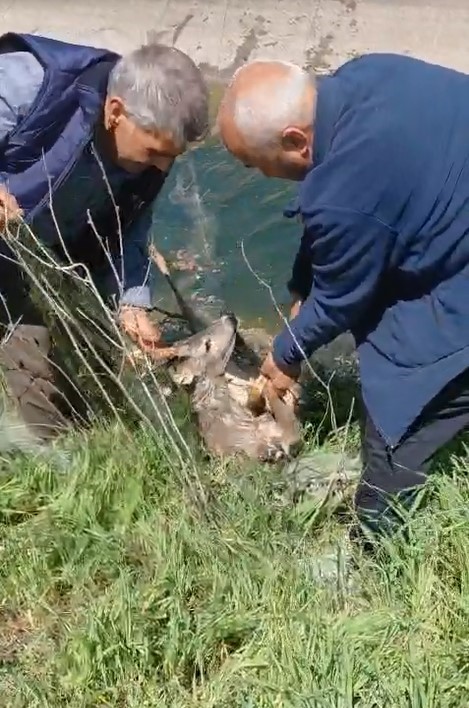 Sulama kanalına düşen karacayı vatandaşlar kurtardı
?v=1