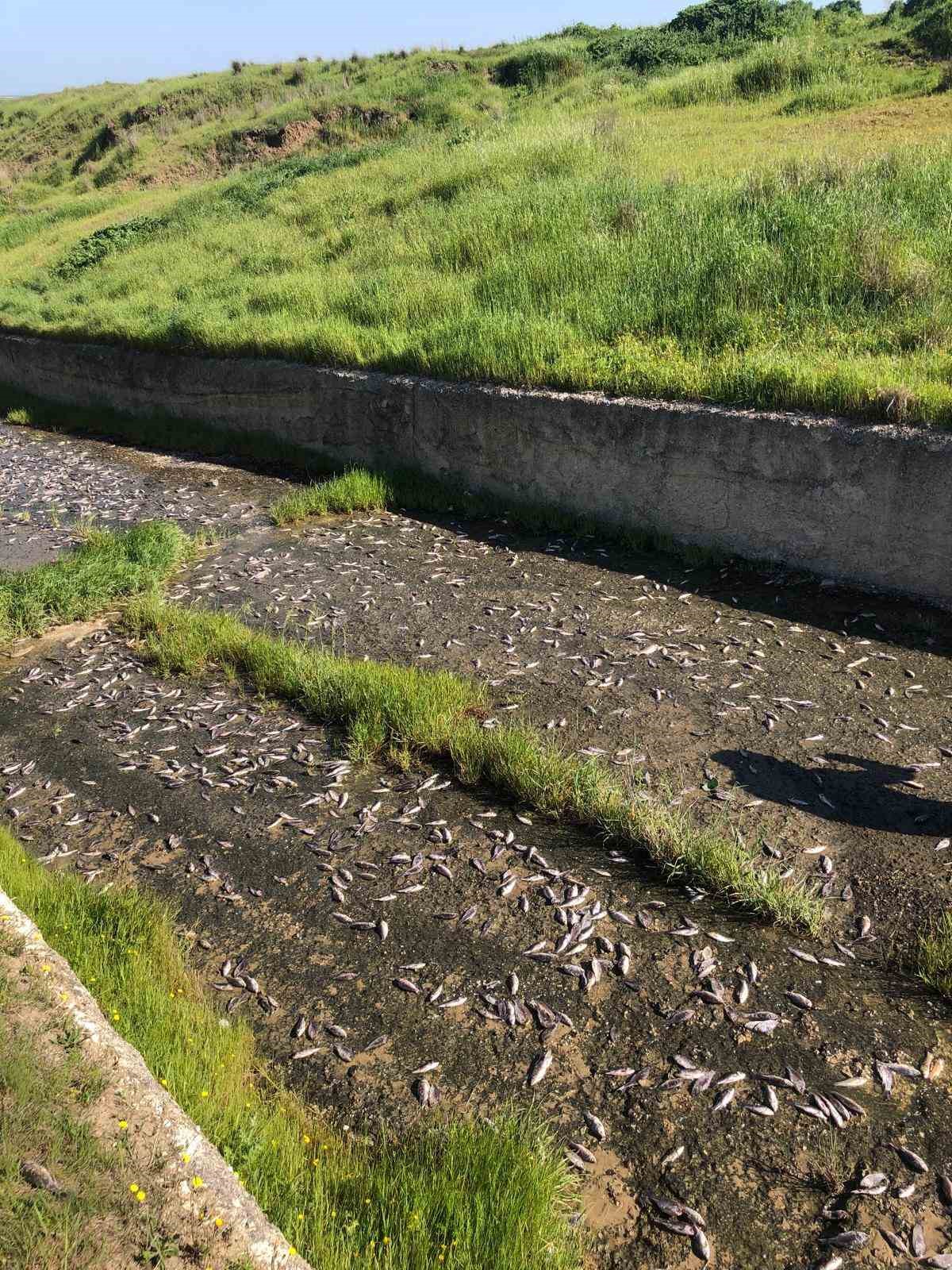Tekirdağ’da gölde toplu balık ölümleri yaşandı
?v=1