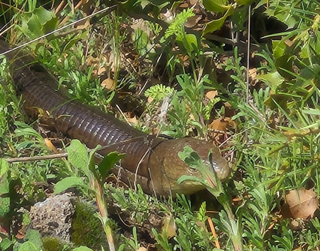 Demir yılan Bozkurt’ta ortaya çıktı
?v=1