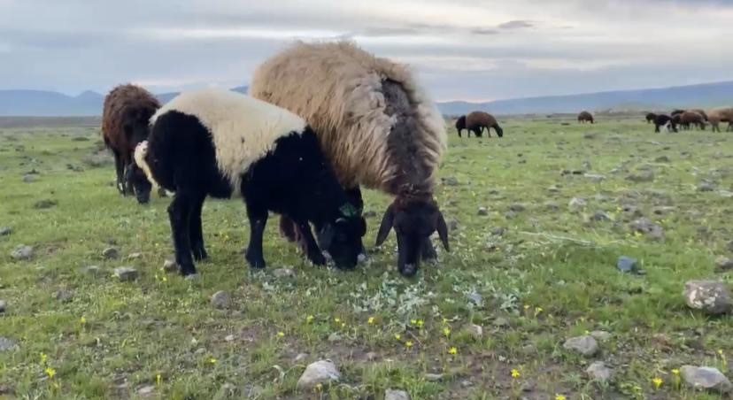 Ağrı’da küçükbaş hayvanlar meralara çıkarıldı
?v=1