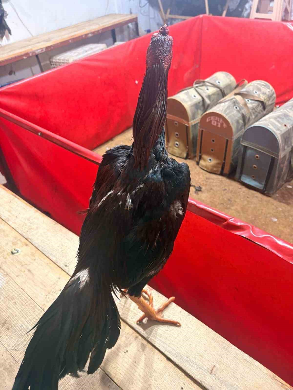 Alanya’da horoz dövüşüne jandarma baskını: 11 kişiye 143 bin TL ceza
?v=1