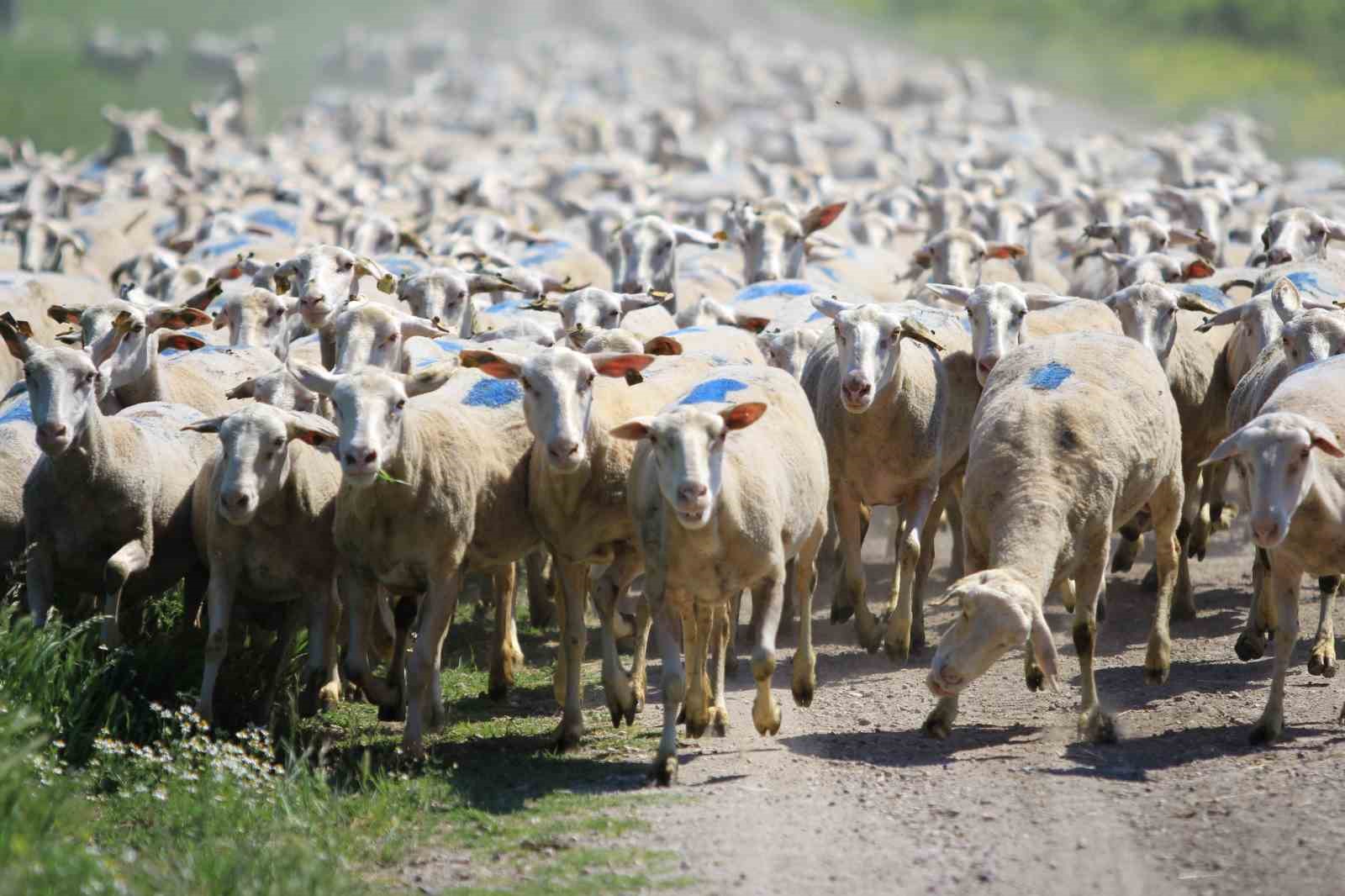  Kırsalda Bereket Küçükbaşa Destek Projesi nde son gün uyarısı
?v=1