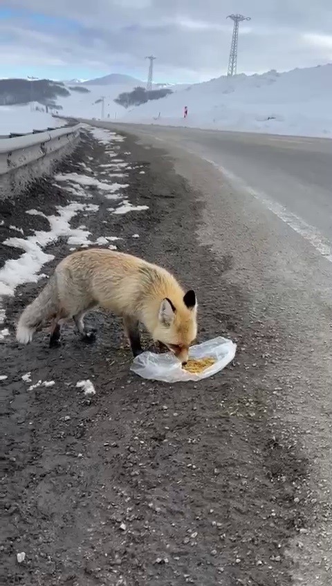 Gezen tilki nasibini buldu
?v=1