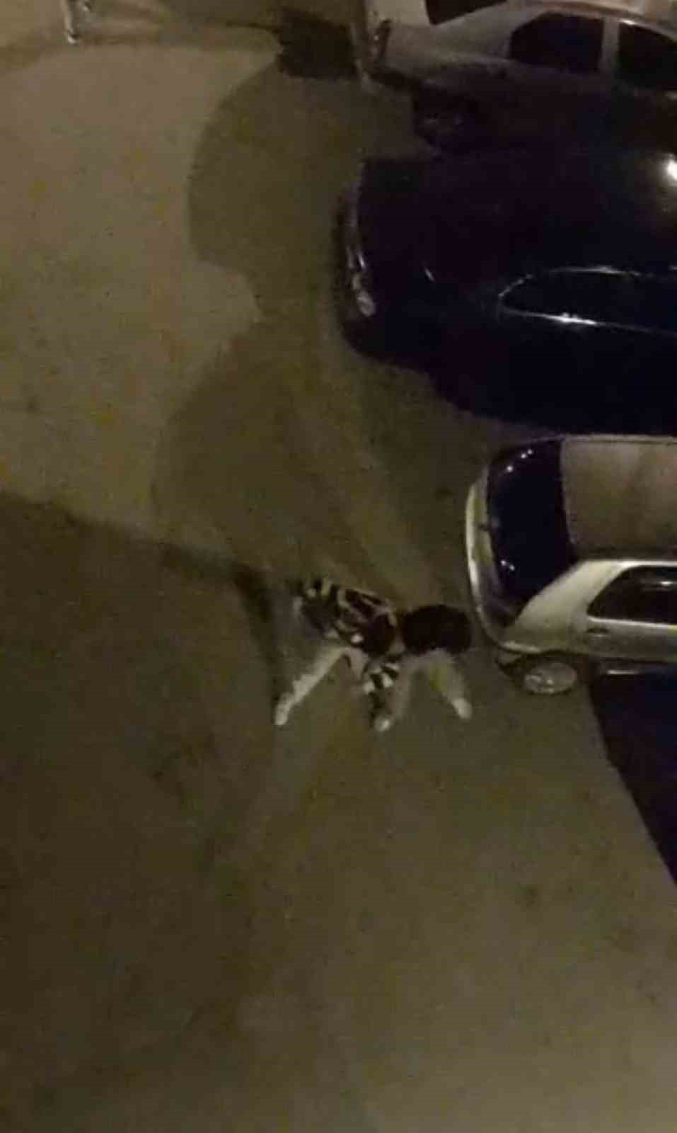 Bursa’da sokak ortasında boks ringlerini aratmayan kavga kamerada
?v=1