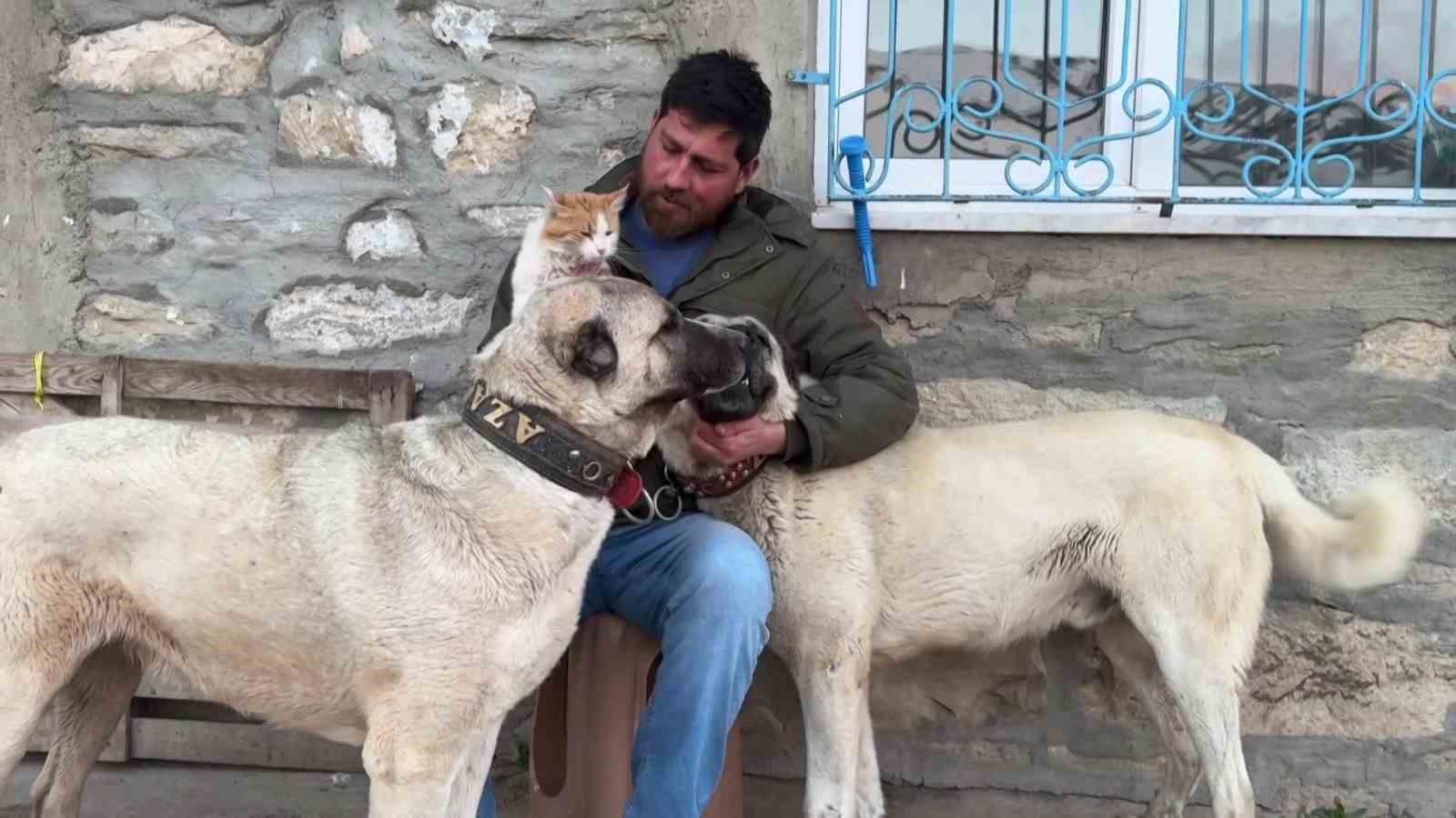 Kedi ile Kangal köpeklerinin dostluğu görenleri şaşırtıyor
?v=1
