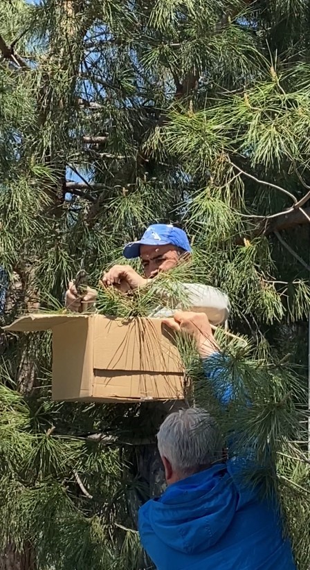 Tokat’ta ağaca oğul veren arıları ekipmansız topladı
?v=1