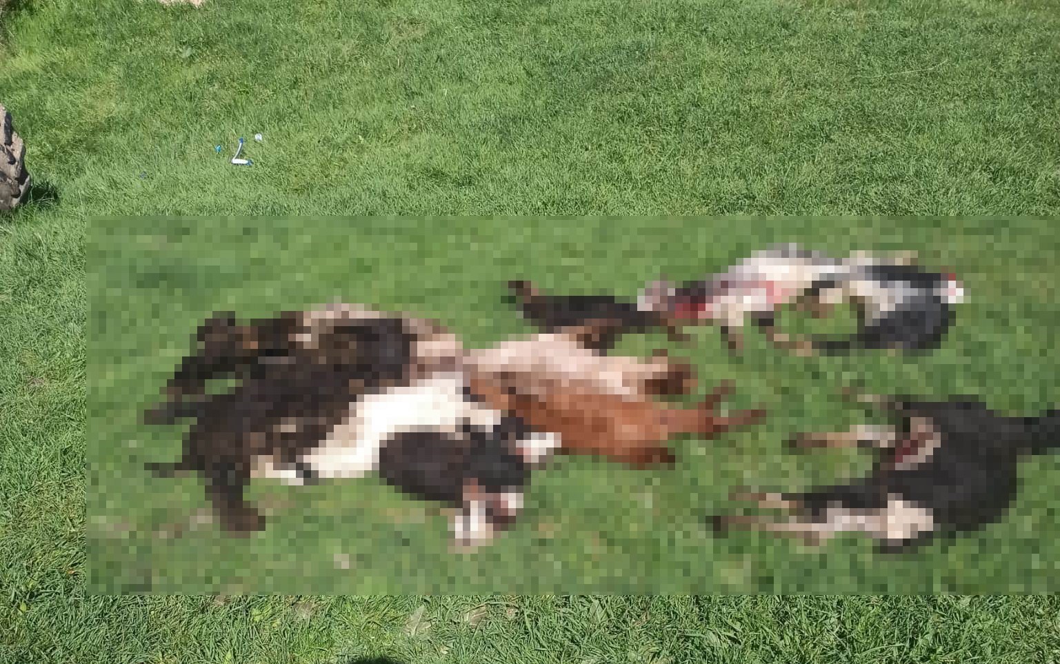 Kütahya’da kurtlar girdikleri ağılda 25 küçükbaş hayvanı telef etti
?v=1