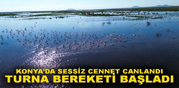 Konya’da Sessiz Cennet Canlandı Turna Bereketi Başladı?v=1