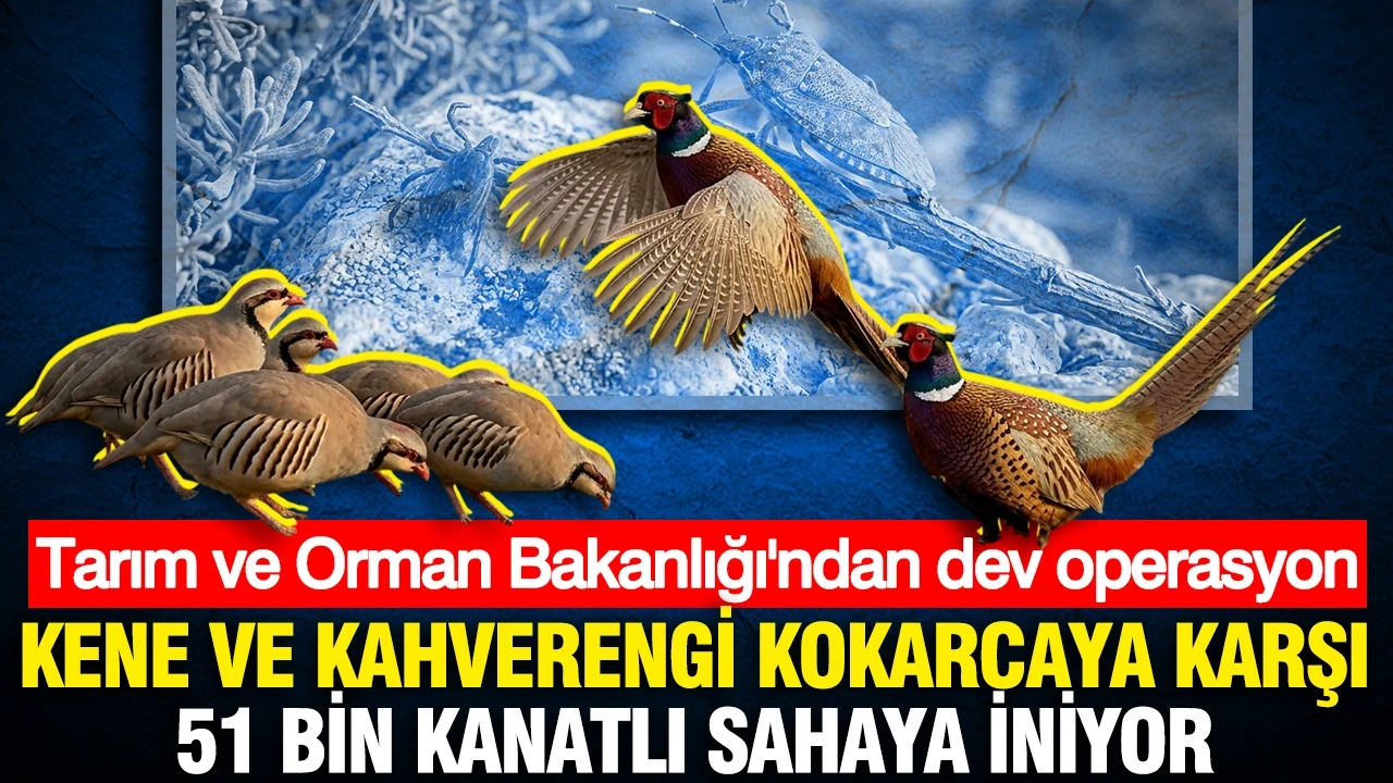 Kene ve kahverengi kokarcaya karşı doğal mücadele: 51 bin keklik ve sülün salınacak?v=1