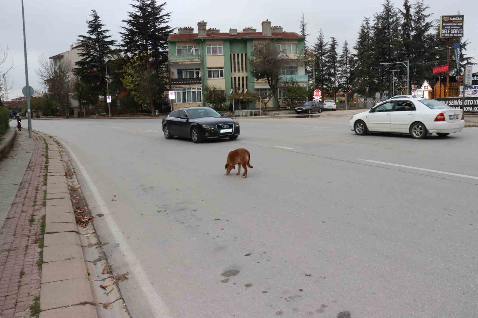 Yol ortasında bekleyen köpek sürücülere zor anlar yaşattı
