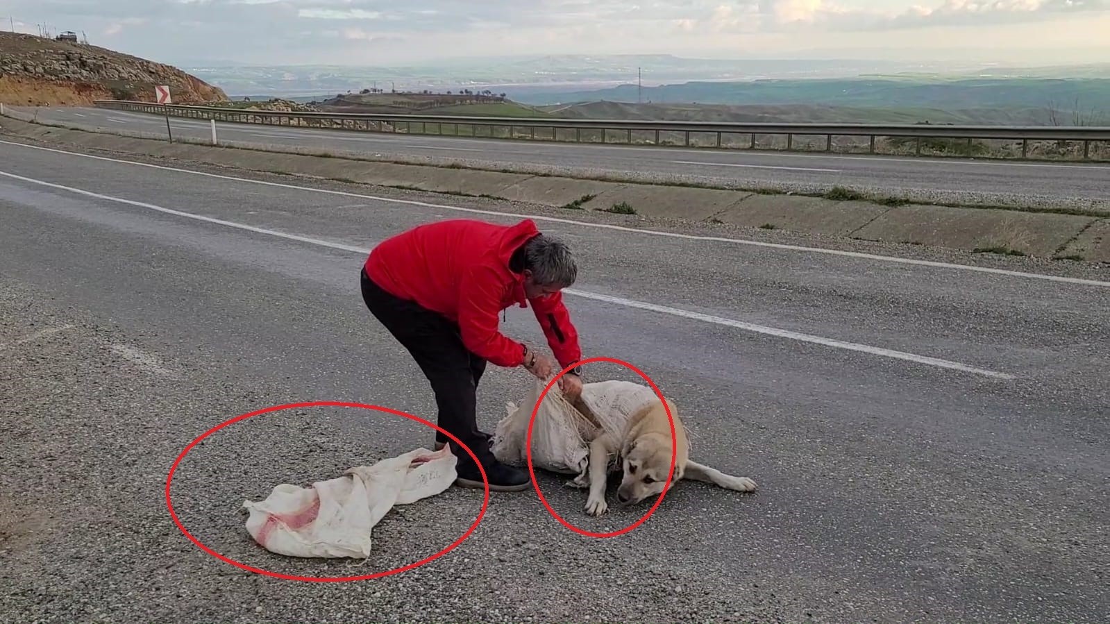 Vicdansızlığın böylesi: Torba içine koyulan köpek ölüme terk edildi
