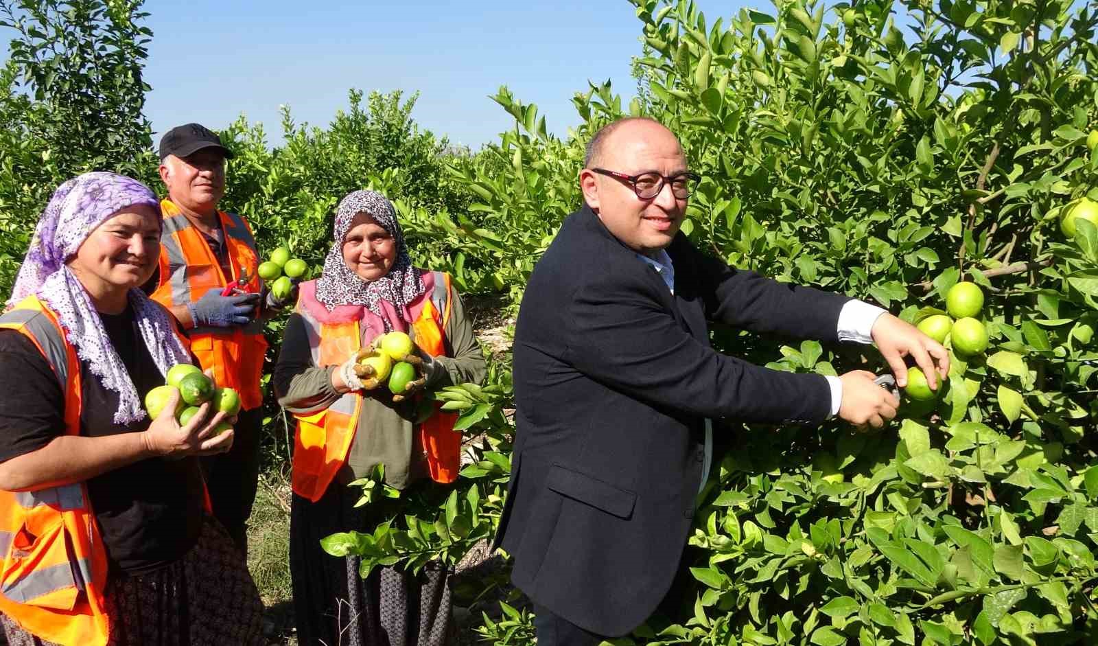 Yılda 1 milyon tondan fazla üretiliyor: Limonun başkentinde hasat başladı
