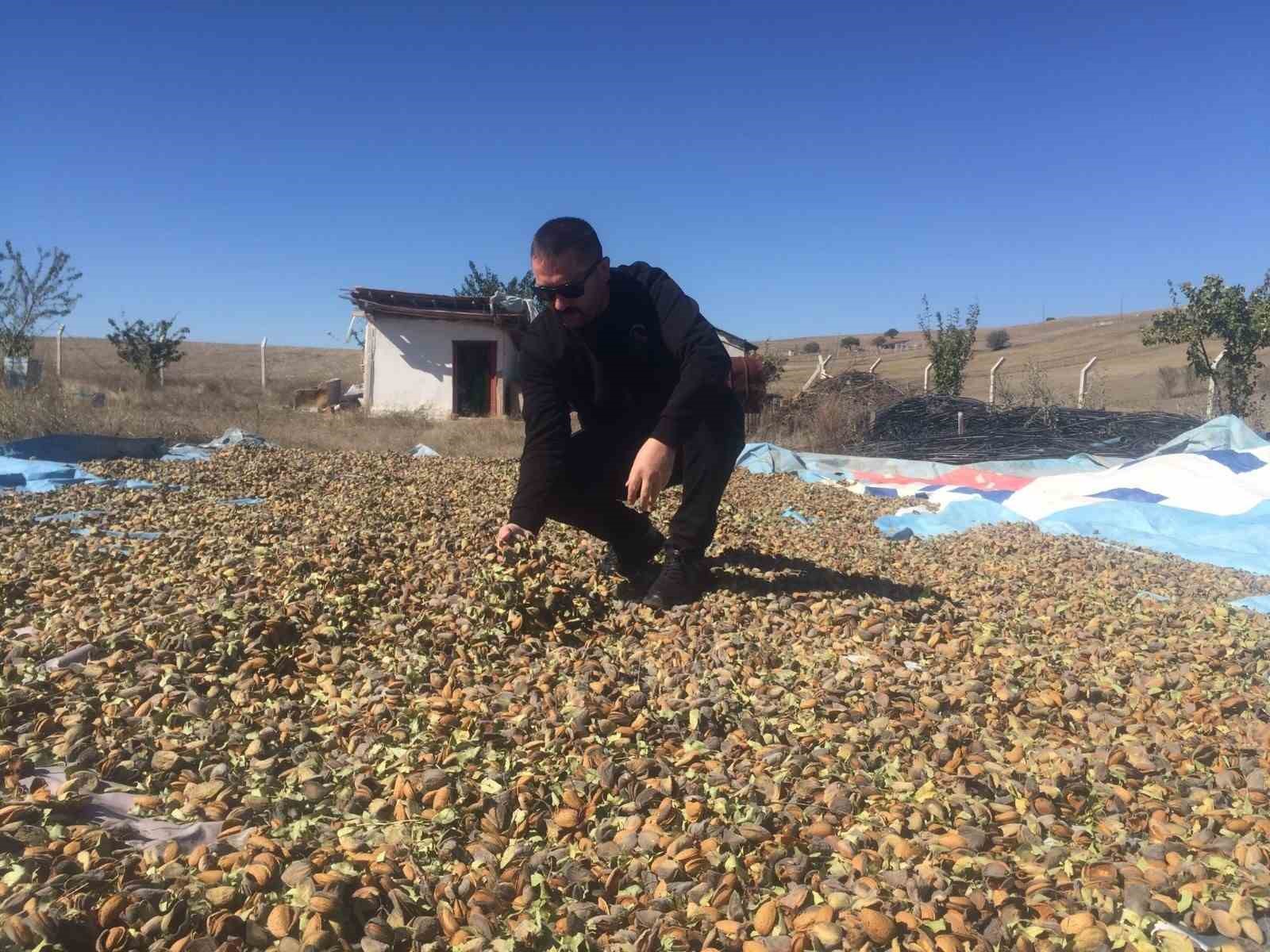 Yozgat’ta badem hasadı başladı
