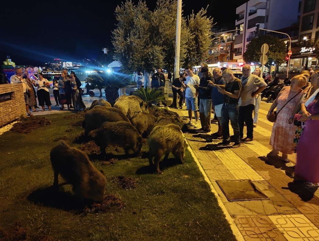 Kuşadası’nda merkeze yaban domuzları indi, o anlar kameraya yansıdı
?v=1