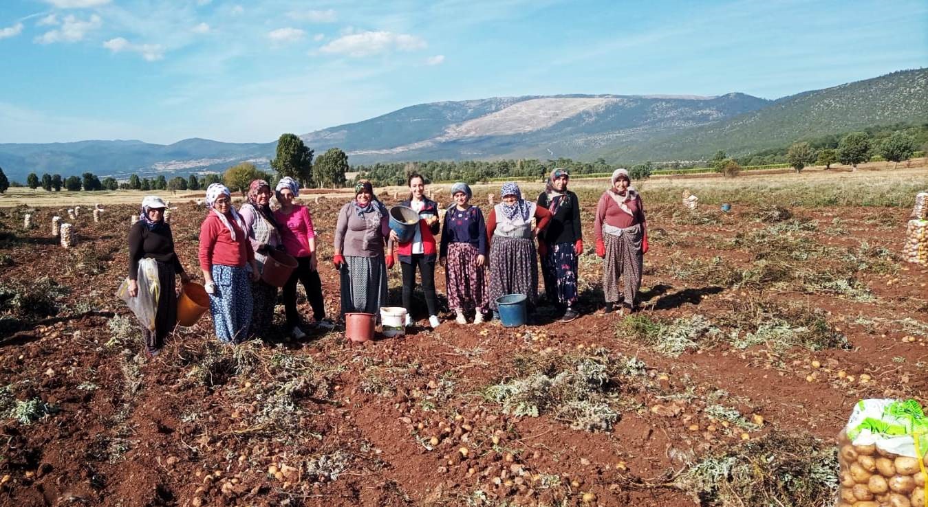 Domaniç’te patates hasat çalışmaları kontrol edildi
