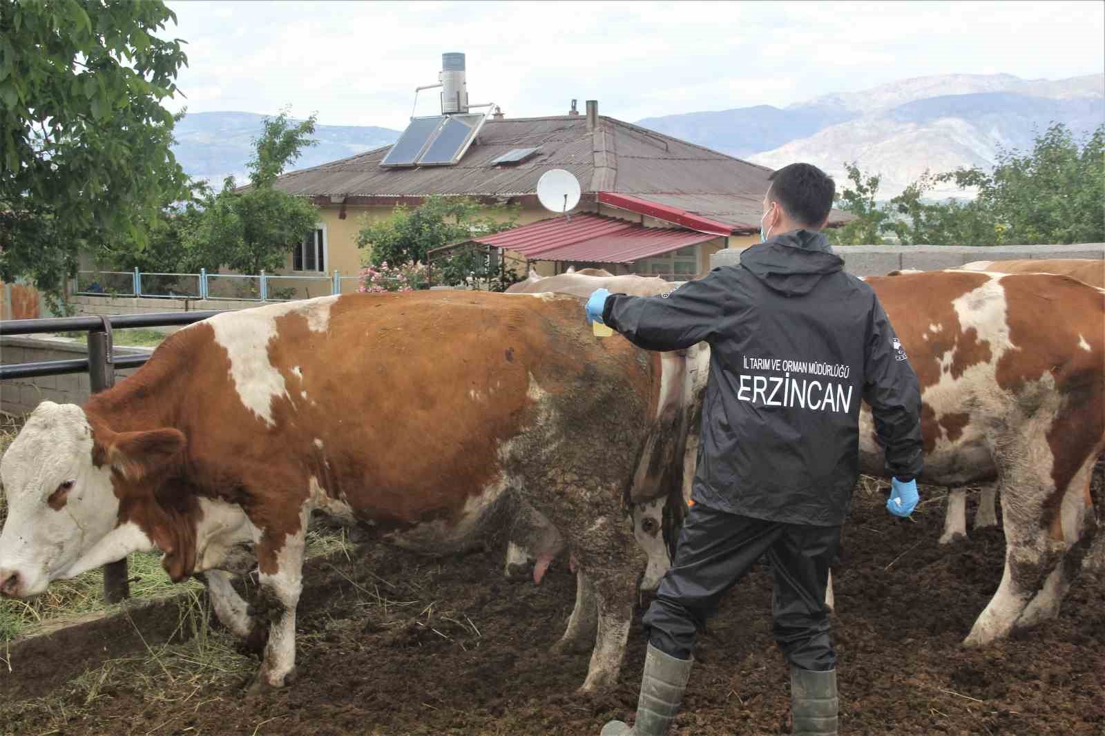 Erzincan’da şap aşılama programı başlatıldı
