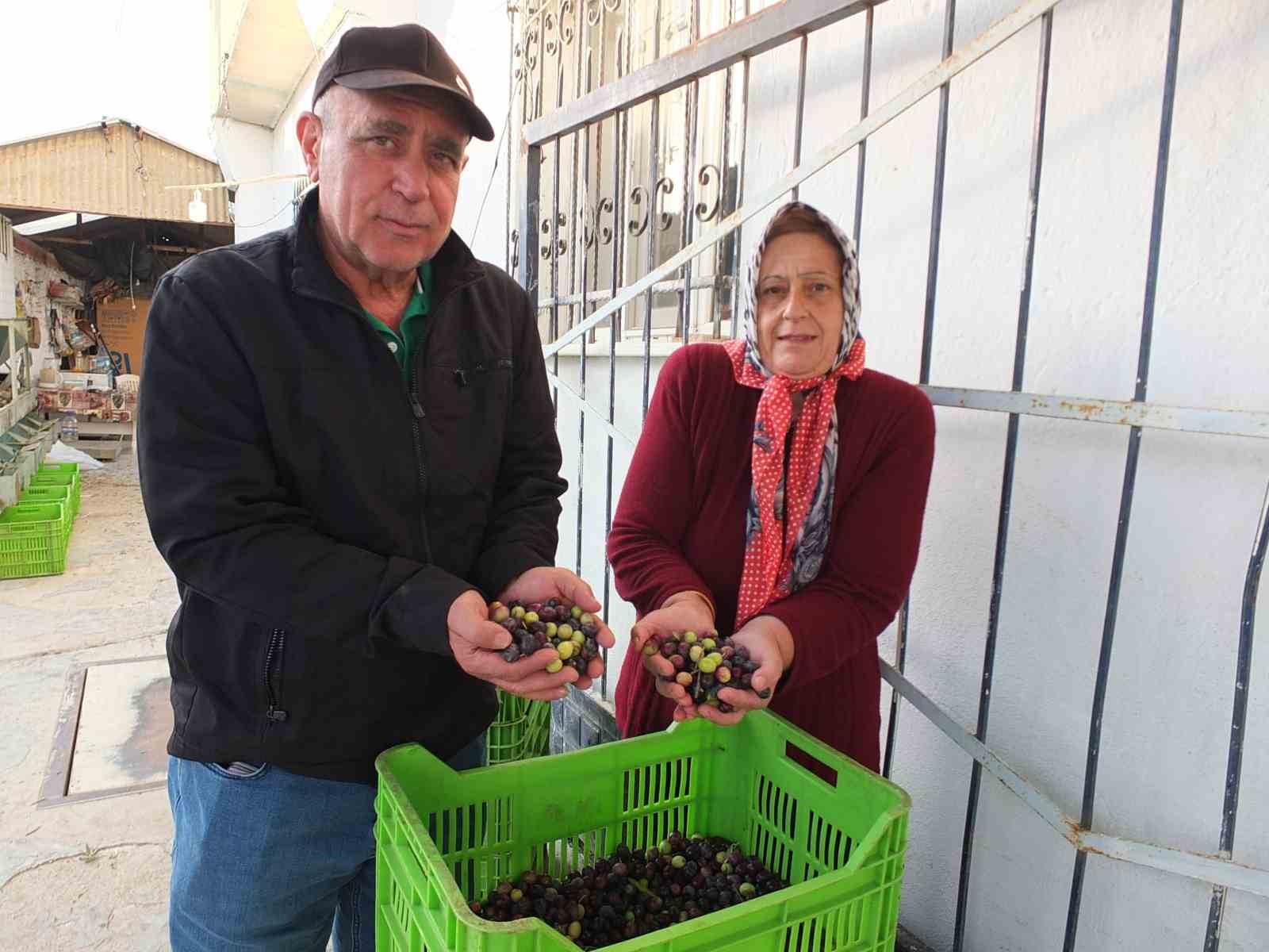 Kuraklık zeytini de vurdu
