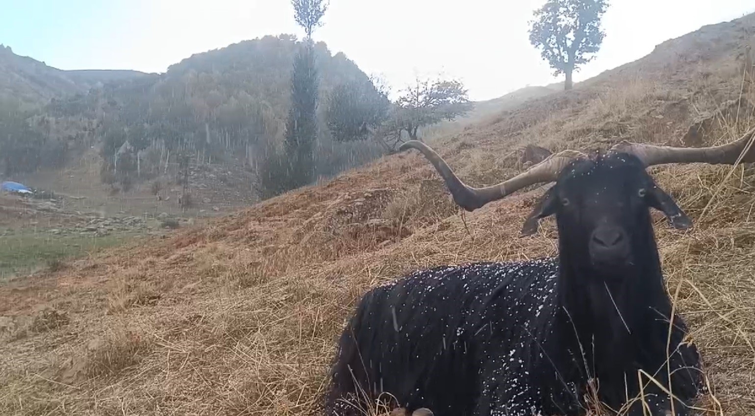 Muş’ta küçükbaş hayvanlar kar ve tipiye yakalandı
