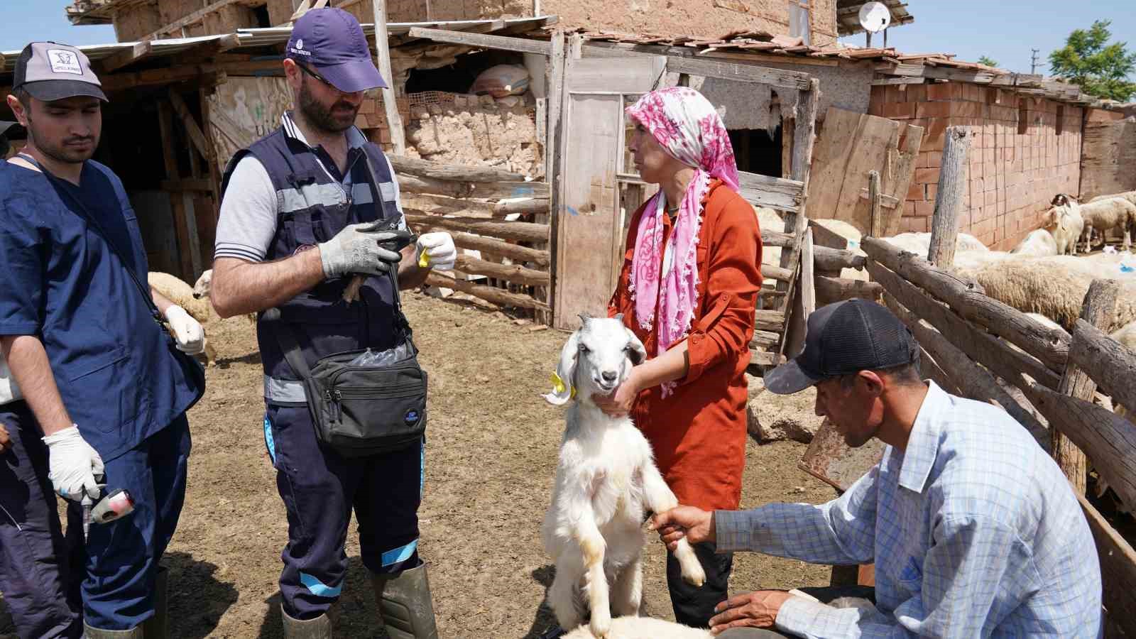 Aşısı olmayan riskli hayvana sahip çiftçilere uyarı:  Destek alamayacaklar 
