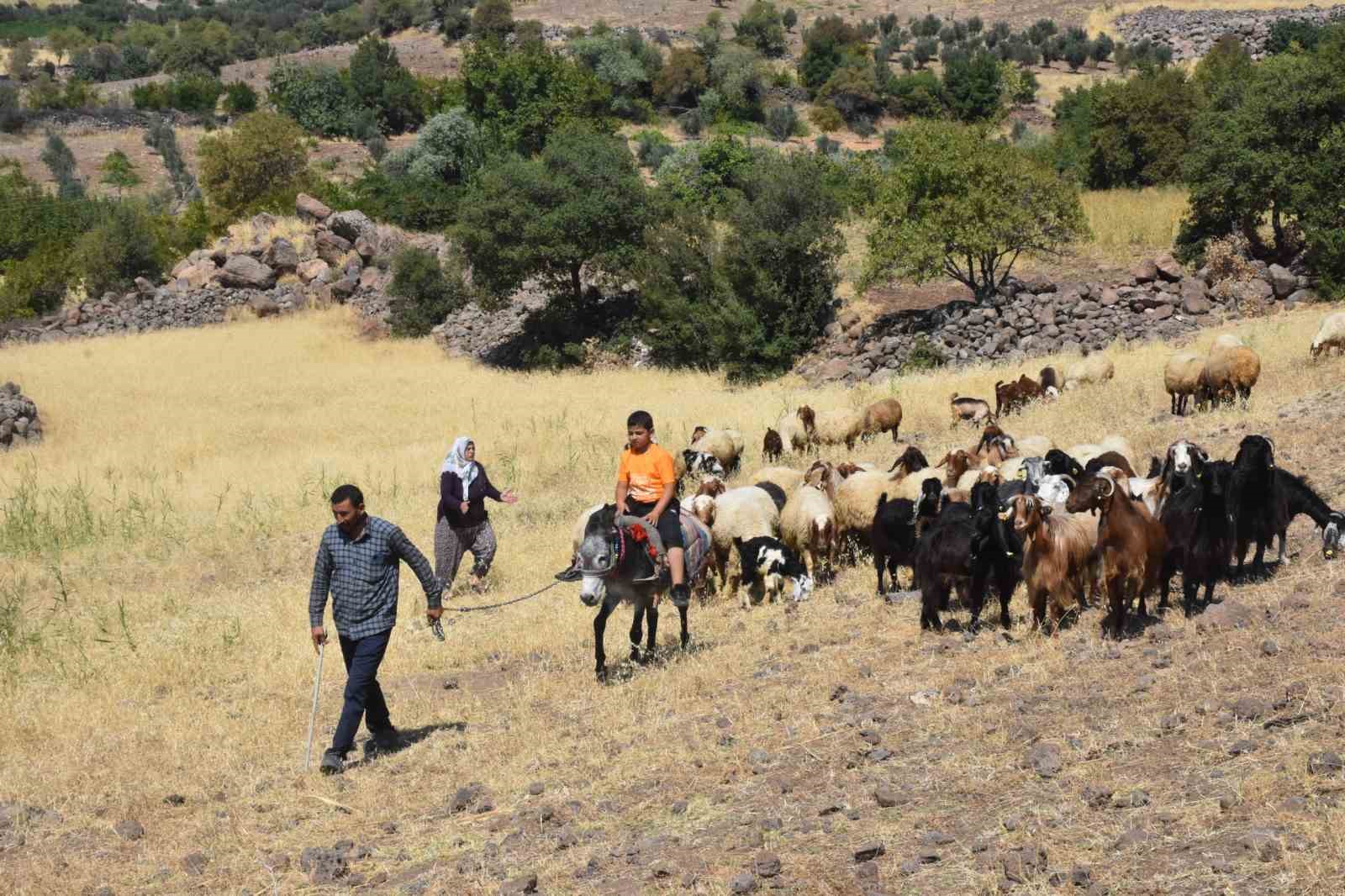 Şahinbey Belediyesi’nin destekleri ile hayvan yetiştiriciliği arttı
?v=1