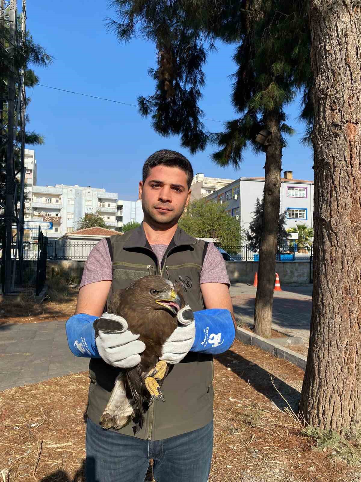 Şırnak’ta yaralı bulunan puhu baykuş ve kara şahin kuşları tedavi altına alındı
