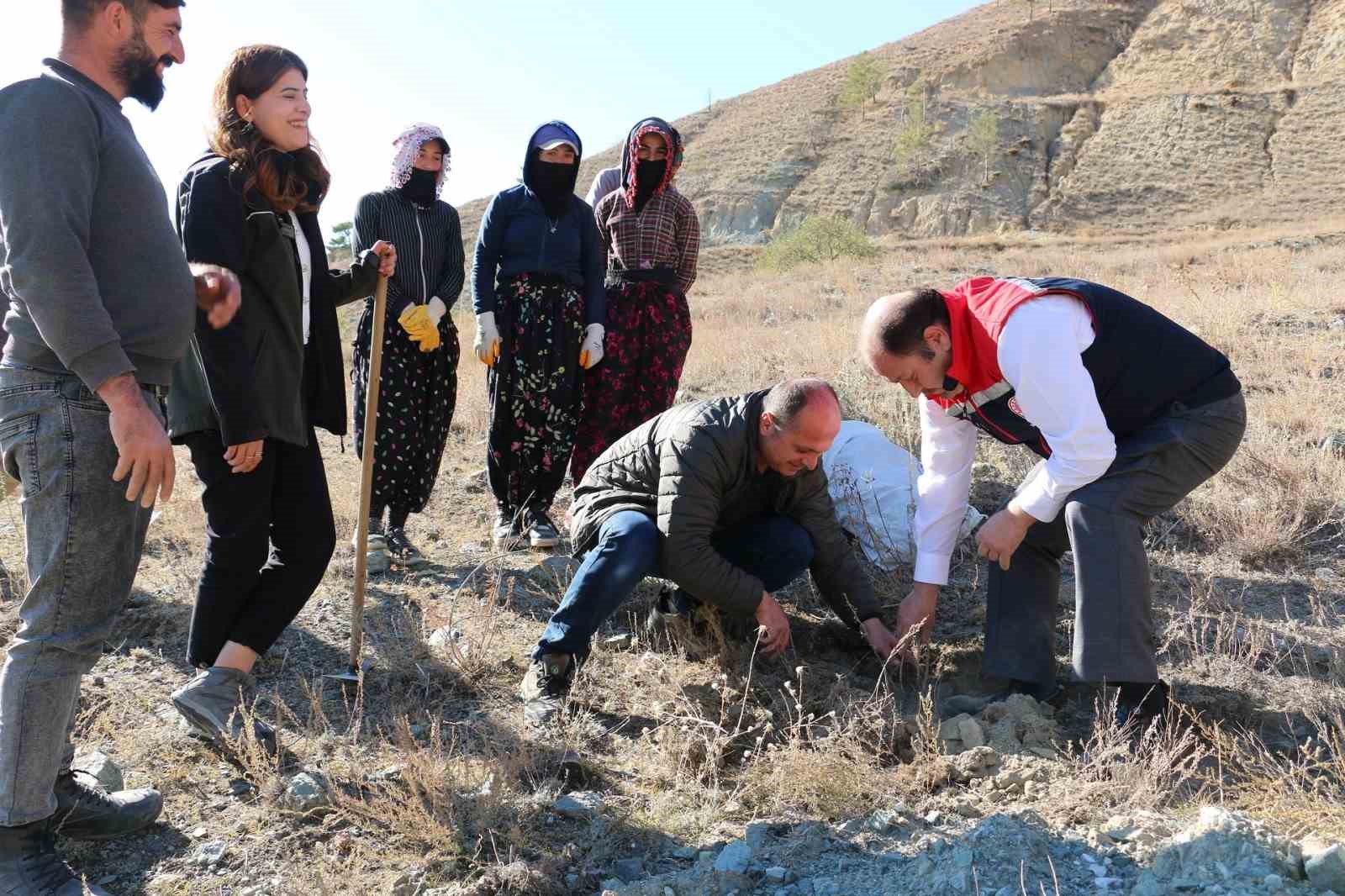 Erzincan’da Tuz Çalısı Ormanı kuruldu
?v=1