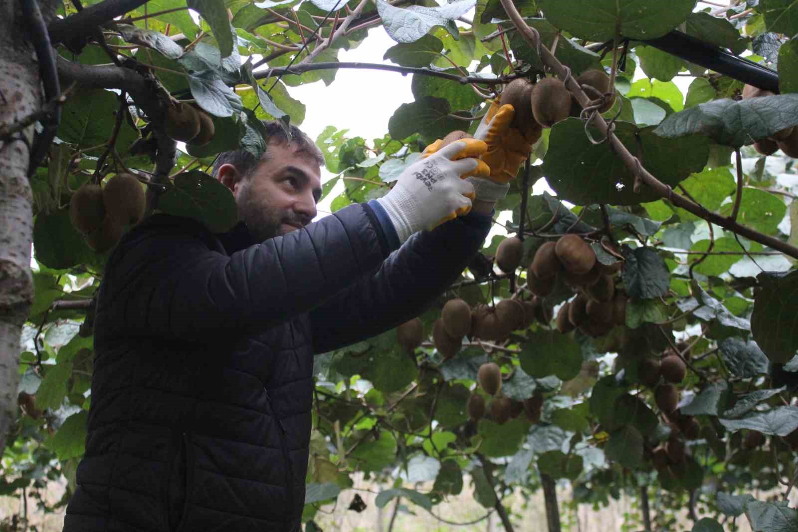 Çarşamba Ovası’nda kivi hasadına başlandı
?v=1