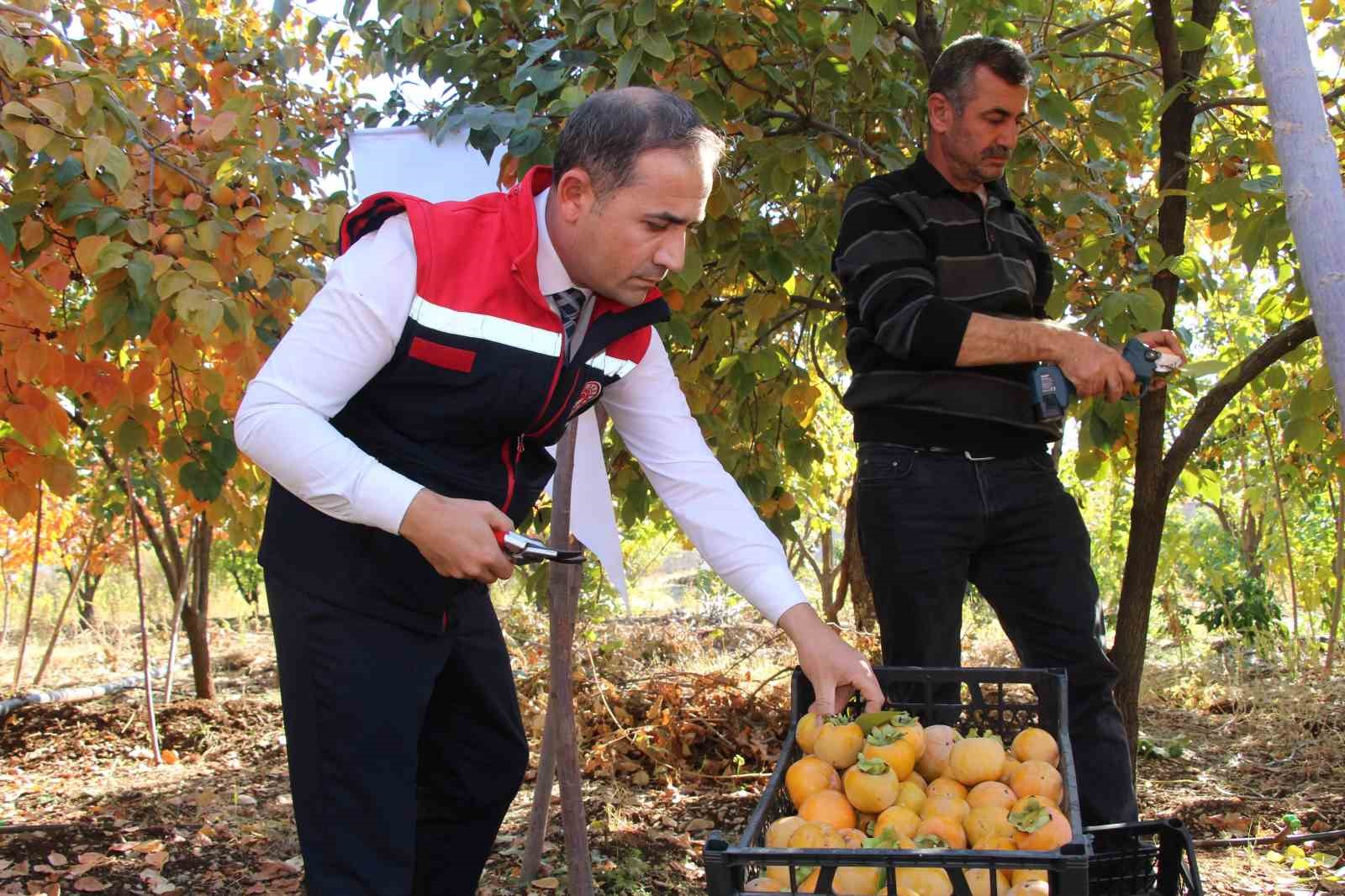 Denemek için bahçesine cennet hurması ekti, geçimini bununla sağlamaya başladı
?v=1