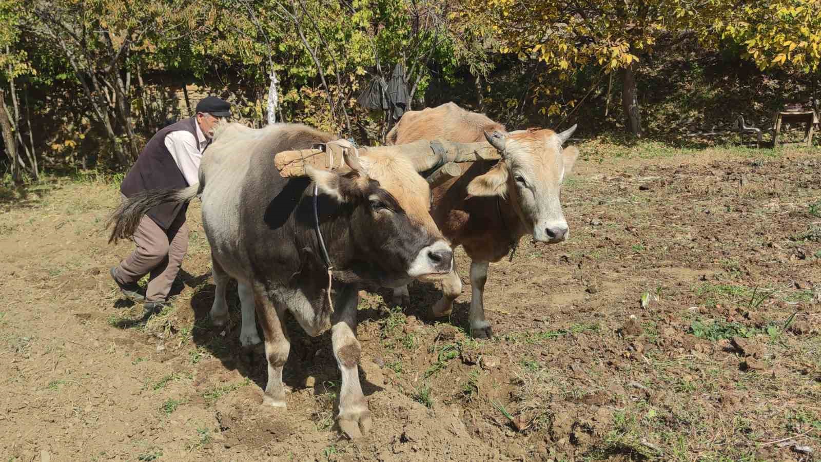 Bu köydeki tarım halen karasabanla yapılıyor
?v=1