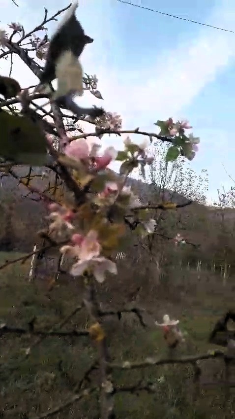 Karabük’te elma ağacı Kasım ayında ikinci kez çiçek açtı
?v=1