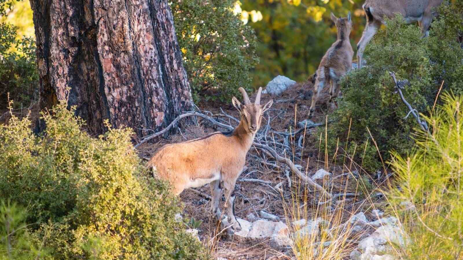 Nesli tükenme tehlikesindeki yaban keçileri, Isparta’nın sarp kayalıklarında görüntülendi
