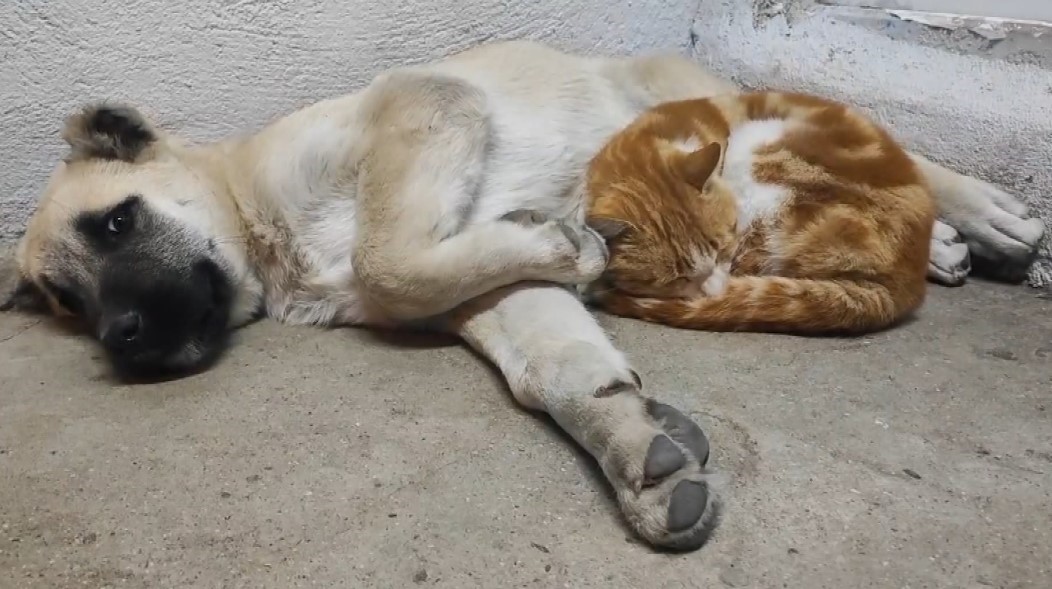 Tunceli’de kedi ve köpeklerin sevimliği dostluğu
?v=1